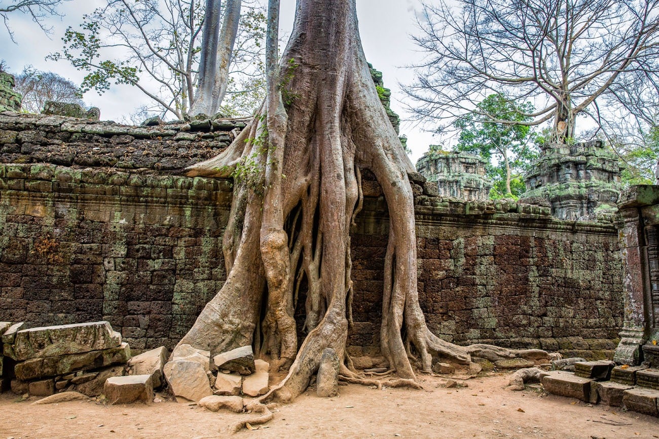 Ta Prohm temple with tree roots